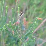 Erica ericoides