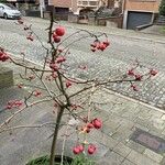 Malus × floribunda Συνήθη χαρακτηριστικά