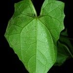 Melothria dulcis Leaf