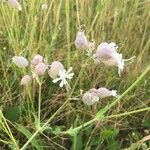 Silene vulgarisFlower