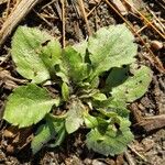 Erigeron annuus Blad