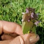 Lamium hybridumFlower