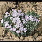 Phlox diffusa 整株植物