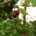 Crataegus rhipidophyllaФрукт