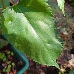 Aristotelia chilensis Fuelha