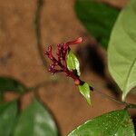 Chassalia subnuda Flower