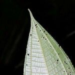 Conostegia bracteata Leaf