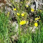 Ranunculus acris Celota