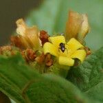 Waltheria indica फूल