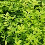 Origanum majorana Облик