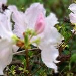 Rhododendron schlippenbachii Kvet