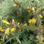 Ulex europaeusFlor