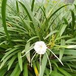 Hymenocallis littoralisFlor