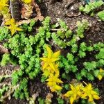 Sedum oreganum पत्ता