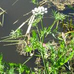 Sium latifolium Blüte