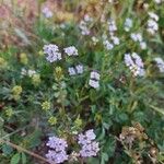 Valerianella eriocarpa Blüte