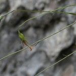 Campanula stenocodon Gyümölcs