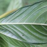 Palicourea triphylla Leaf