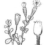 Silene succulenta Other