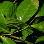 Adelia triloba Leaf