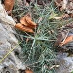 Dianthus plumarius Fuelha