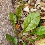 Cynoglossum virginianum Habitatea