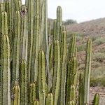 Euphorbia canariensis Plante entière