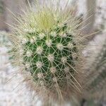 Echinocereus engelmannii Yaprak