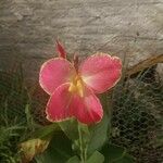 Canna × hybrida Květ