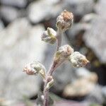 Artemisia umbelliformis Plod