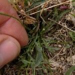 Pilosella soleiroliana Likasa