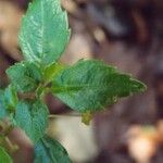 Pilea urticifolia Hostoa