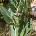 Vicia johannis Sonstige