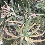 Aloe castanea Листок