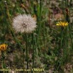 Hypochaeris radicata Sonstige