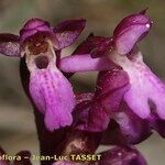 Orchis spitzelii Квітка