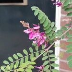 Indigofera heteranthaFlors