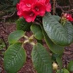 Rhododendron erosum Virág