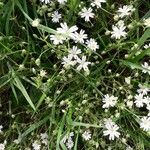 Stellaria palustrisFlower