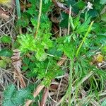 Selinum carvifolium Leaf