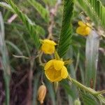 Chamaecrista nictitans Çiçek
