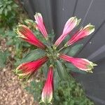 Alstroemeria psittacina 花