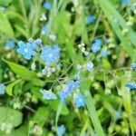 Brunnera macrophyllaCvet