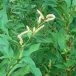Persicaria lapathifolia Kvet