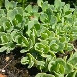 Sedum anacampseros Leaf