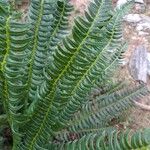 Polystichum lonchitis Foglia