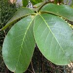 Pseudobombax ellipticum Leaf