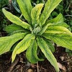 Echium strictum Листок