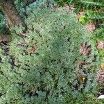 Cotula hispida Hábito
