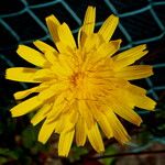 Sonchus oleraceus Virág